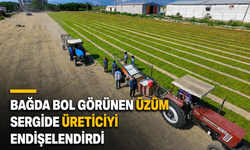 Bağda Bol Görünen Üzüm Sergide Üreticiyi Endişelendirdi