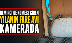 Demirci’de Kümese Giren Yılanın Fare Avı Kamerada