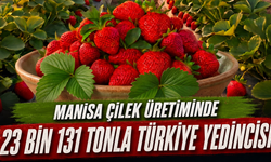 Manisa Çilek Üretiminde 23 Bin 131 Tonla Türkiye Yedincisi