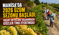 Manisa'da 2026 Üzüm Sezonu Başladı: Hasat Heyecanı Yaşanırken Gözler TMO Fiyatında!
