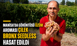 Manisa'da Görüntüsü Üzüm, Aroması Çilek: Bronx Seedless Hasat Edildi