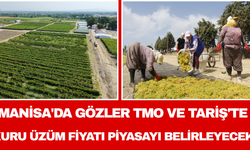 Manisa'da gözler TMO ve TARİŞ'te: Kuru üzüm fiyatı piyasayı belirleyecek