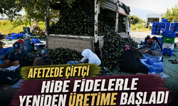 Manisa’da Selden Etkilenen Çiftçiye Patlıcan Fidesi Desteği