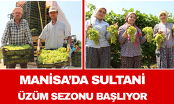 Manisa’da Sultani Üzüm Sezonu Başlıyor