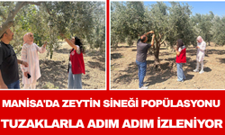 Manisa'da zeytin sineği popülasyonu tuzaklarla adım adım izleniyor