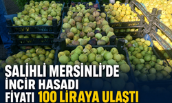 Salihli Mersinli’de İncir Hasadı: Fiyatı 100 Liraya Ulaştı