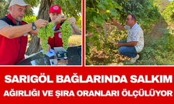 Sarıgöl Bağlarında Salkım Ağırlığı ve Şıra Oranları Ölçülüyor