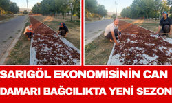 Sarıgöl Ekonomisinin Can Damarı Bağcılıkta Yeni Sezon
