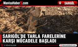 Sarıgöl’de Tarla Farelerine Karşı Mücadele Başladı