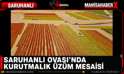 Saruhanlı Ovası’nda Kurutmalık Üzüm Mesaisi