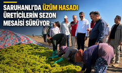 Saruhanlı’da Üzüm Hasadı: Üreticilerin Sezon Mesaisi Sürüyor