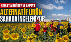 Soma’da Buğday ve Arpaya Alternatif Ürün Sahada İnceleniyor