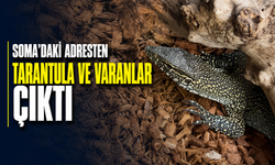 Soma’daki Adresten Tarantula ve Varanlar Çıktı