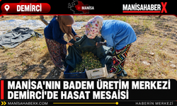 Manisa’nın Badem Üretim Merkezi Demirci’de Hasat Mesaisi