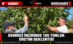 Demirci İncirinde 185 Tonluk Üretim Beklentisi