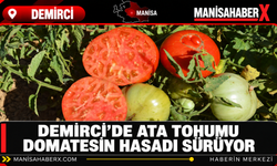Demirci’de Ata Tohumu Domatesin Hasadı Sürüyor