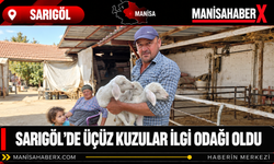 Sarıgöl’de Üçüz Kuzular İlgi Odağı Oldu