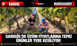 Sarıgöl’de Üzüm Fiyatlarına Tepki: Ürünler Yere Kesiliyor