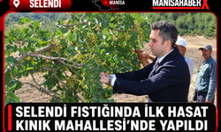 Selendi Fıstığında İlk Hasat Kınık Mahallesi’nde Yapıldı