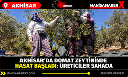 Akhisar’da Domat zeytininde hasat başladı: Üreticiler sahada
