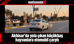 Akhisar’da yola çıkan küçükbaş hayvanlara otomobil çarptı