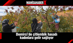 Demirci’de çitlembik hasadı kadınlara gelir sağlıyor