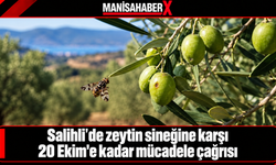 Salihli’de zeytin sineğine karşı 20 Ekim’e kadar mücadele çağrısı