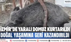 İzmir’de yaralı domuz kurtarıldı Doğal yaşamına geri kazandırıldı