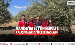 Manisa’da zeytin rekolte Çalışmaları 17 ilçede başladı