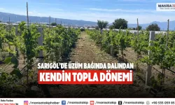 Sarıgöl’de üzüm bağında Dalından kendin topla dönemi