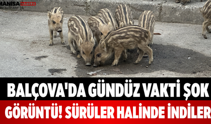 Balçova'da Gündüz Vakti Şok Görüntü! Sürüler Halinde İndiler