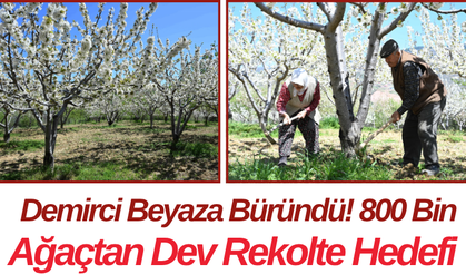 Demirci Beyaza Büründü! 800 Bin Ağaçtan Dev Rekolte Hedefi
