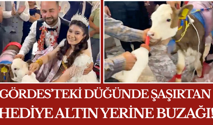 Gördes’teki Düğünde Şaşırtan Hediye: Altın Yerine Buzağı!
