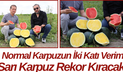 Normal Karpuzun İki Katı Verim Sarı Karpuz Rekor Kıracak