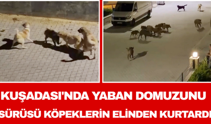 Kuşadası'nda Yaban Domuzunu Sürüsü Köpeklerin Elinden Kurtardı