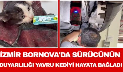 İzmir Bornova'da sürücünün duyarlılığı yavru kediyi hayata bağladı