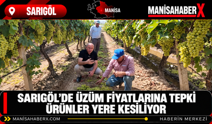 Sarıgöl’de Üzüm Fiyatlarına Tepki: Ürünler Yere Kesiliyor