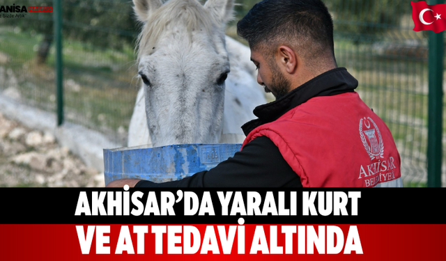 Akhisar’da Yaralı Kurt Ve At Tedavi Altında