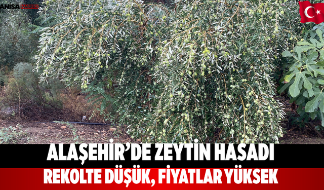 Alaşehir’de Zeytin Hasadı Rekolte Düşük, Fiyatlar Yüksek