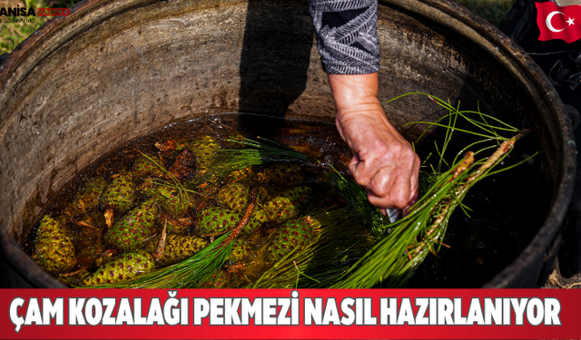 Çam Kozalağı Pekmezi nasıl hazırlanıyor