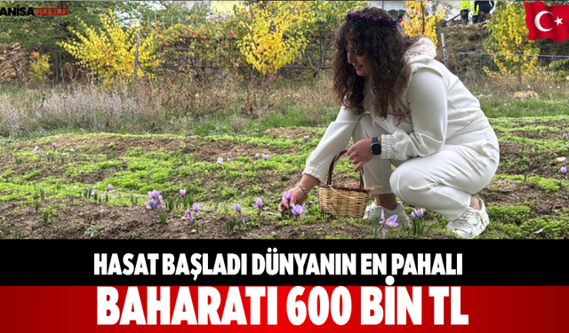 Hasat başladı Dünyanın en pahalı baharatı 600 bin TL