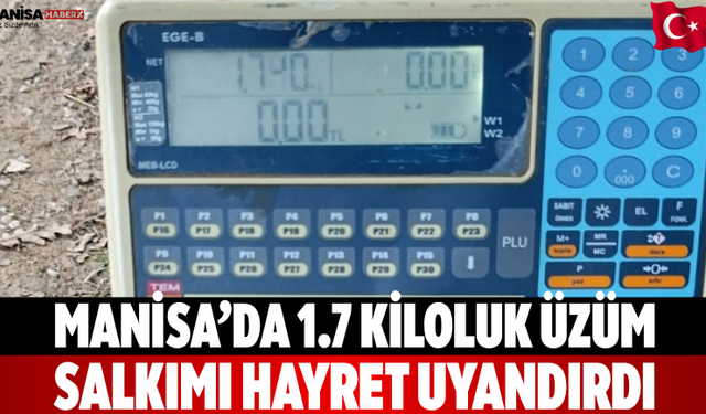 Manisa’da 1.7 Kiloluk Üzüm Salkımı Hayret Uyandırdı
