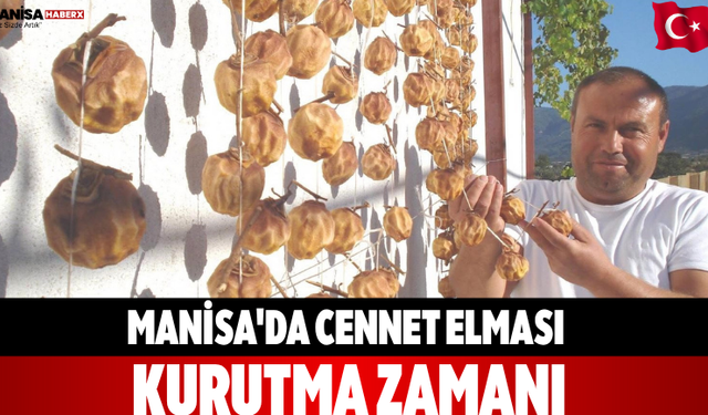 Manisa'da Cennet Elması Kurutma Zamanı