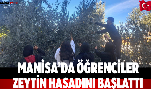 Manisa’da Öğrenciler Zeytin Hasadını Başlattı