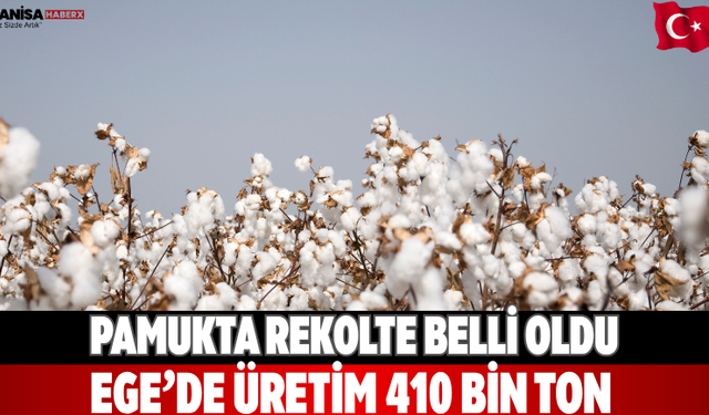 Pamukta rekolte belli oldu Ege’de üretim 410 bin ton