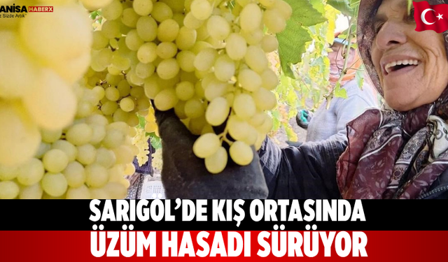 Sarıgöl’de Kış Ortasında Üzüm Hasadı Sürüyor