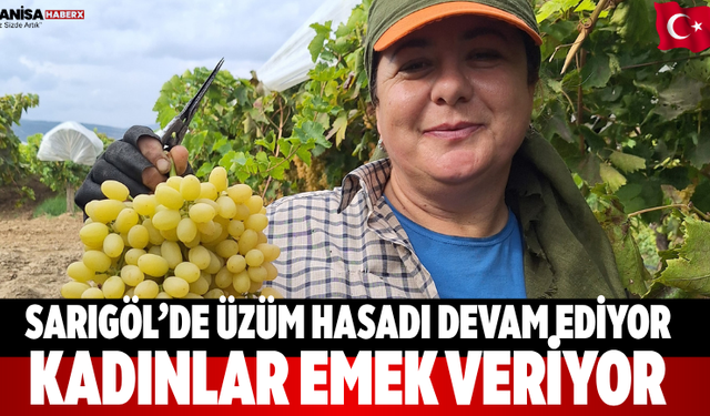 Sarıgöl’de Üzüm Hasadı Devam Ediyor: Kadınlar Emek Veriyor