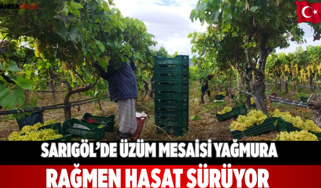Sarıgöl’de üzüm mesaisi Yağmura rağmen hasat sürüyor