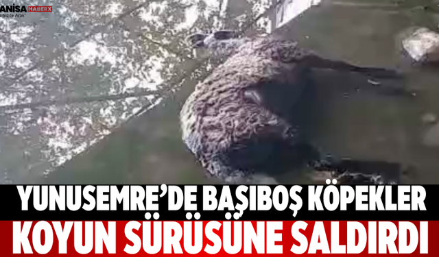 Yunusemre’de Başıboş Köpekler Koyun Sürüsüne Saldırdı