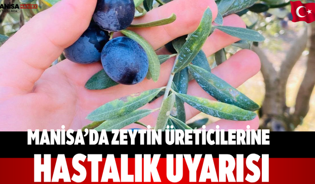 Manisa’da Zeytin Üreticilerine Hastalık Uyarısı